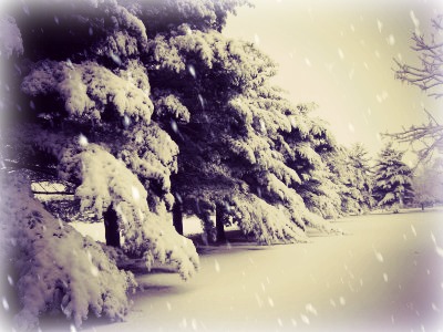 snowywoods